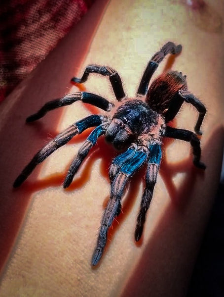 imgi_9_Thrixopelma-sp-