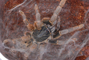 Pterinochilus lugardi (Tansanian Blonde Baboon Tarantula) 0.75-1" FREE AFTER $150