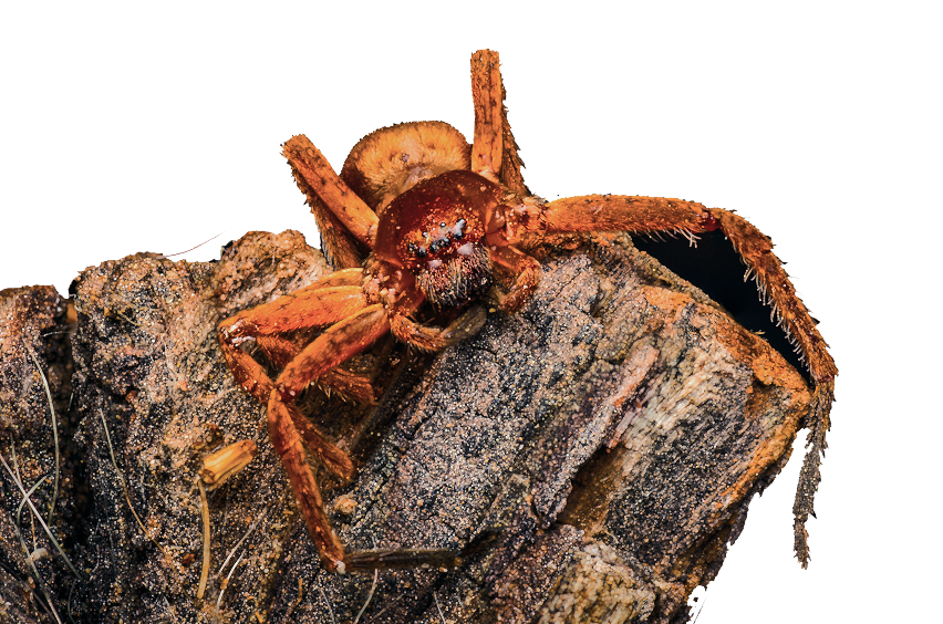 True Spiders for Sale | Exotics Unlimited