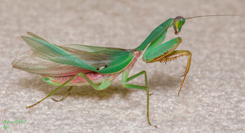 Rhombodera basalis (Malaysia Shield Mantis)