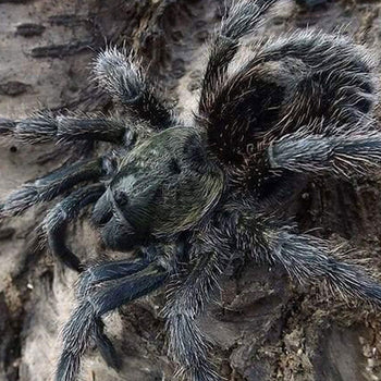 Euathlus manicata "Black" (Chilean Black Flame Tarantula) 1-1.5"