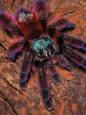 New World Tarantulas