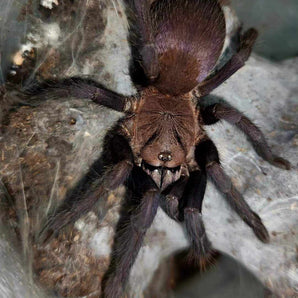 Orphnaecus sp. 'Quezon Blue' (Quezon Blue Earth Tiger) 0.5"