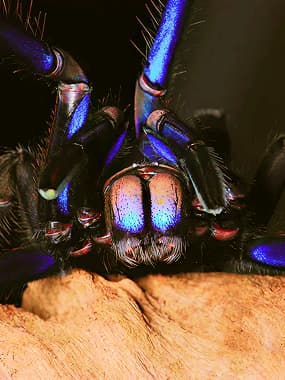 Old World Tarantulas