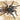 Pterinochilus chordatus (Killimanjaro Mustard Baboon Spider) 0.5-0.75"