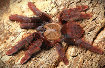 Phormingochilus sp "Sabah Red" (Crimson Purple Tree Tiger Tarantula) 0.75" * LIMITED TIME SALE**