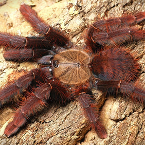 Phormingochilus sp "Sabah Red" (Red Velvet Tarantula) 0.75"