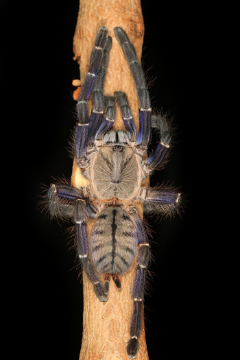 Ornithoctoninae sp. Phan Cay Blue, Blue Tree Tiger tarantula.