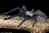 Ornithoctoninae sp. Phan Cay Blue, Blue Tree Tiger tarantula.