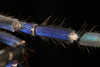 Ornithoctoninae sp. Phan Cay Blue, Blue Tree Tiger tarantula.