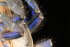 Ornithoctoninae sp. Phan Cay Blue, Blue Tree Tiger tarantula.