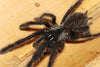 Ornithoctoninae sp. Phan Cay Blue, Blue Tree Tiger tarantula.