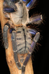 Ornithoctoninae sp. Phan Cay Blue, Blue Tree Tiger tarantula.