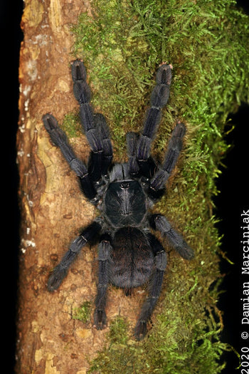 Phormingochilus sp. "Borneo Black" Tarantula Mature Male Molted