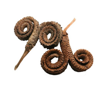 Ram's Head Seed Pod