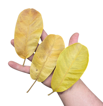 Rubber leaf litter for bioactive enclosures.