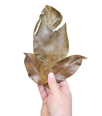 Mangosteen Leaf Litter
