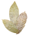 Three dried leaves