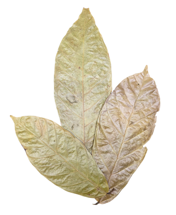 Three dried leaves