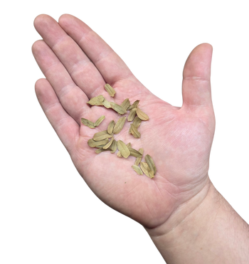 Tamarind Micro Leaf Litter