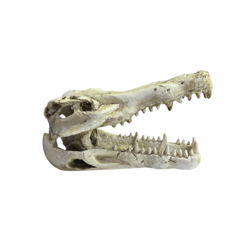 Crocodile Skull Hide