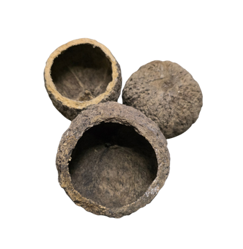 Mayan seed pod for bioactive enclosures.