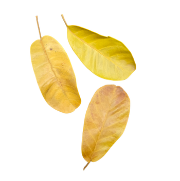 Rubber leaf litter for bioactive enclosures.