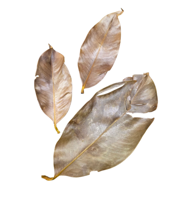 Mangosteen Leaf Litter