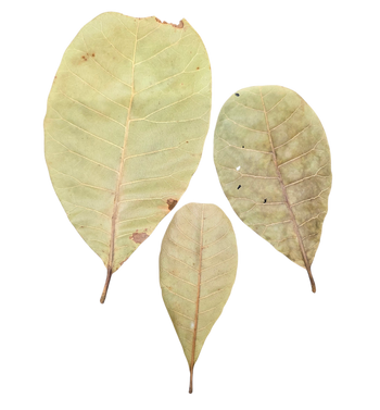 Cashew Leaf Litter