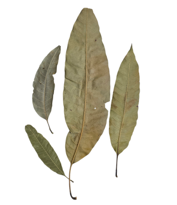 Mango Leaf Litter