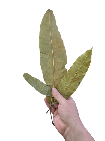 Mango Leaf Litter