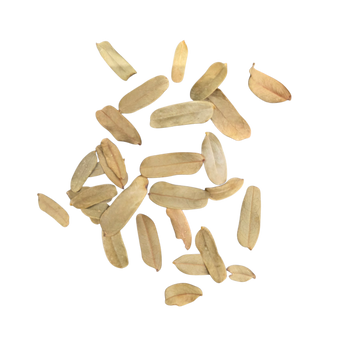 Tamarind Micro Leaf Litter