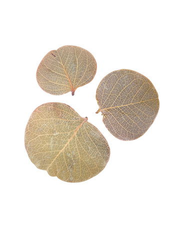 Moneta Leaf Litter