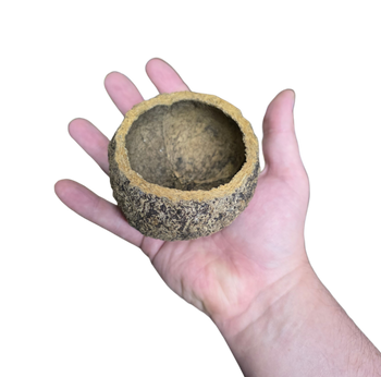 Mayan seed pod for bioactive enclosures.