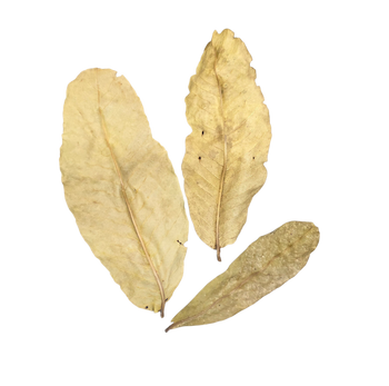 Arjuna Leaf Litter