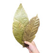 Two dried leaves held by a hand 