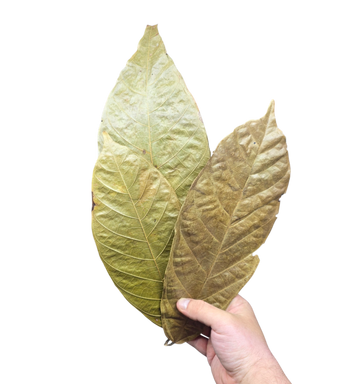 Two dried leaves held by a hand 
