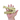 Crocodile Skull Hide