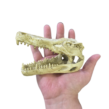 Crocodile Skull Hide