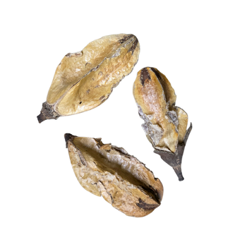 Palm Core