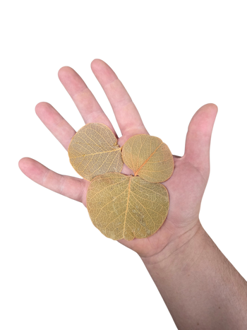 Moneta Leaf Litter