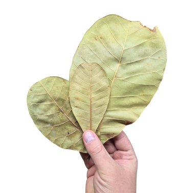 Cashew Leaf Litter