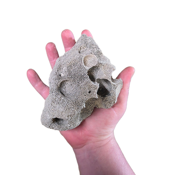 Peruvian Pumice Rock