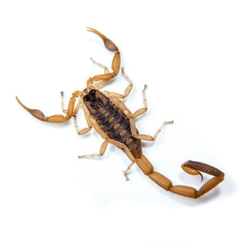 Centruroides vittatus (Striped Bark Scorpion) 1"