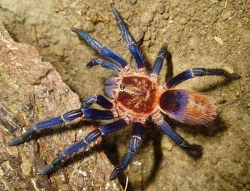 Theraphosinae sp 'Cuzco' (Peruvian Royalty Tarantula)