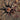 Tliltocatl verdezi (Mexican Rose Grey Tarantula)