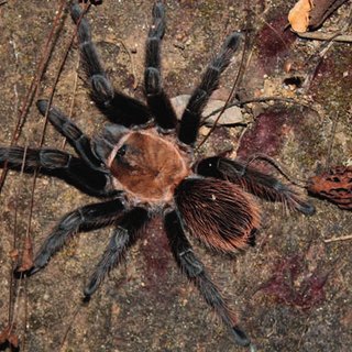 Tliltocatl verdezi (Mexican Rose Grey Tarantula)