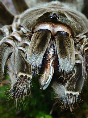 Terrestrial Tarantulas