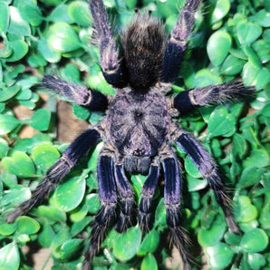 Theraphosidae sp "Azul" (Peru Azul Oro) 0.5"