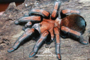 Theraphosinae sp "Mandarin" (Orange Blush Tarantula) about 2"
